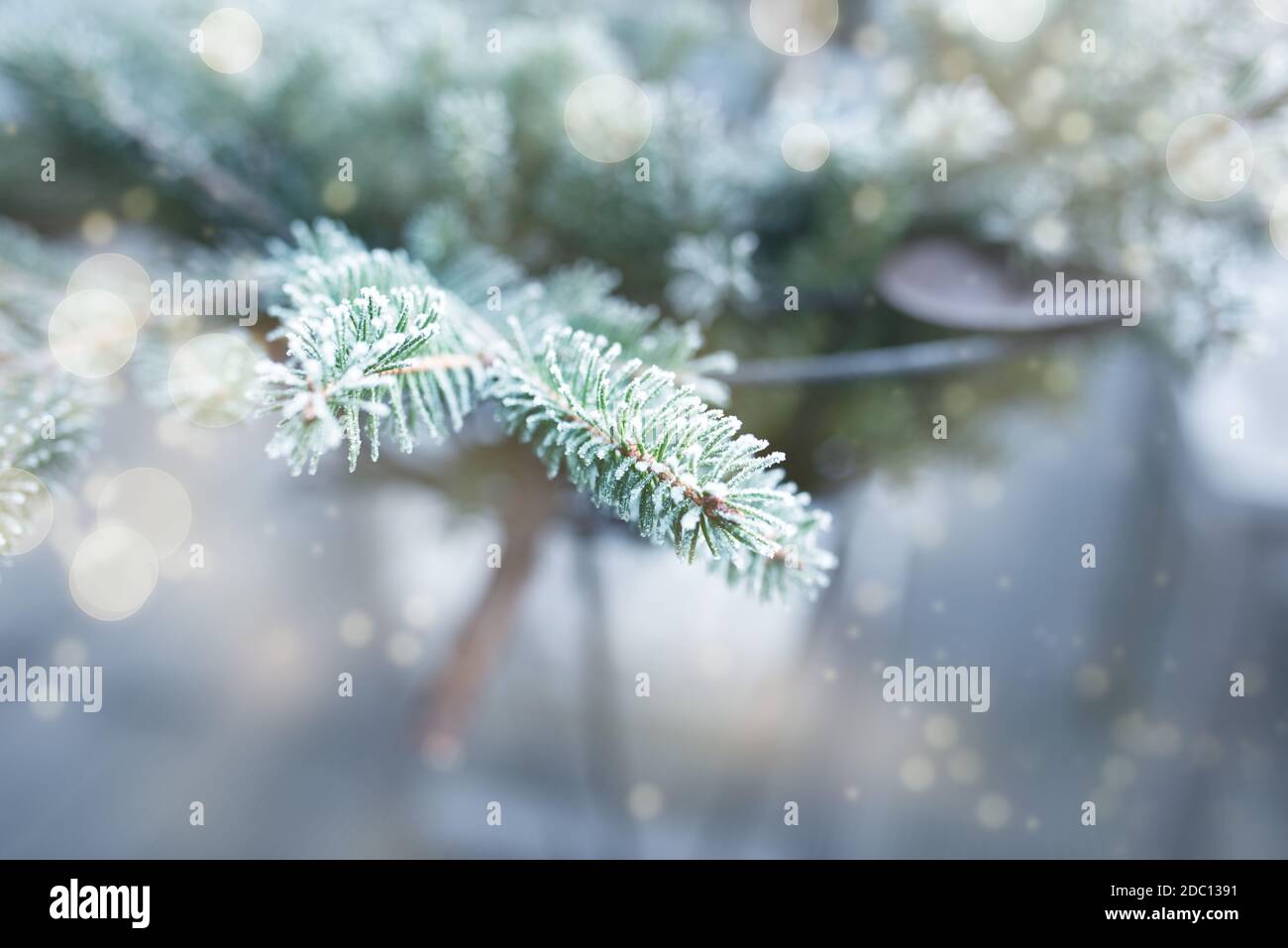 Wintereindrücke mit frostigen Tannenzweigen im Korb. Hintergrund für die weihnachtszeit mit magischem goldenem Bokeh. Nahaufnahme mit kurzer Schärfentiefe. Stockfoto