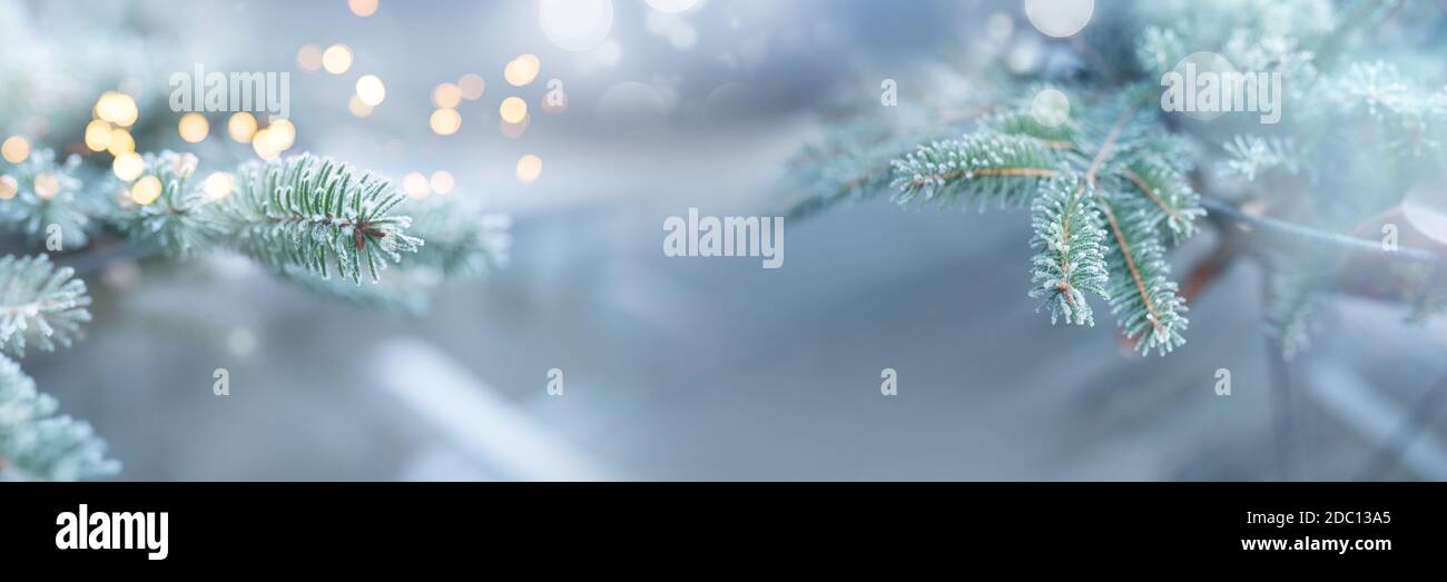 Wintereindrücke mit frostigen Tannenzweigen. Horizontaler grauer Hintergrund mit magischem goldenem Bokeh und kurzer Schärfentiefe für die weihnachtszeit. Stockfoto