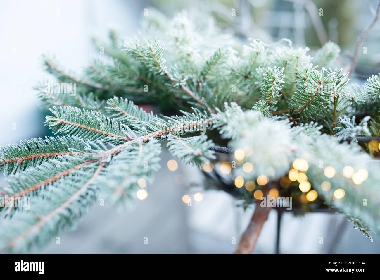Wintereindrücke mit frostigen Tannenzweigen im Korb. Hintergrund mit magischen goldenen Bokeh und kurze Tiefenschärfe für weihnachten Zeit. Stockfoto
