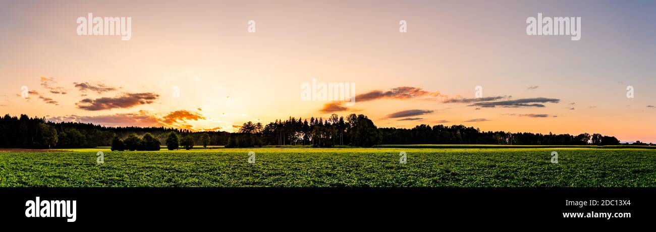 Himmel Panorama bei Sonnenuntergang über Wald mit pastellfarbenen Himmel und bunten Wolken. Natur Hintergrund Stockfoto