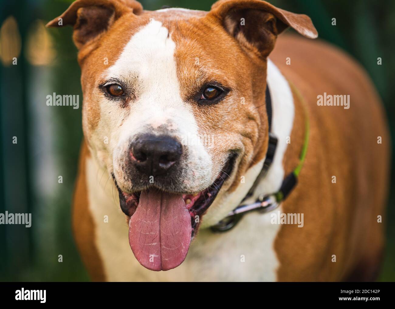 Staffordshire Amstaff Hund erholt Gesundheit nach Schlaganfall.  Hundegesundheitskonzept Stockfotografie - Alamy