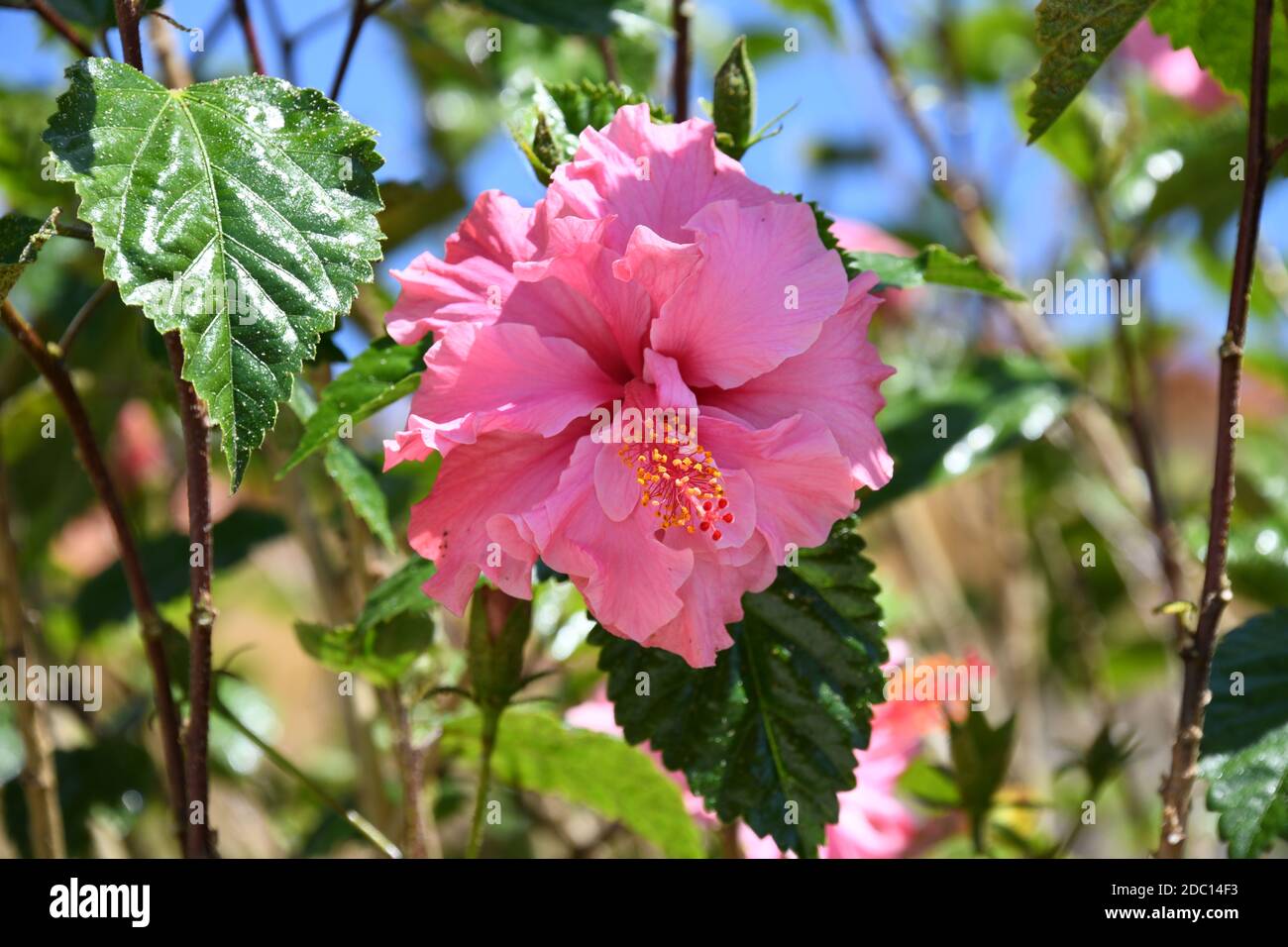 Rote Hibiskusblüte in der Provinz Alicante, Costa Blanca, Spanien Stockfoto