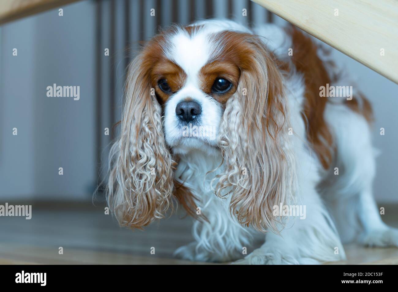 Der niedliche und seriöse Cavalier König Charles Spaniel ist in seinem Haus auf der Jagd. Der Hund faltete seine Schnauze lustig und bereit zu jagen. Nahaufnahme. Stockfoto