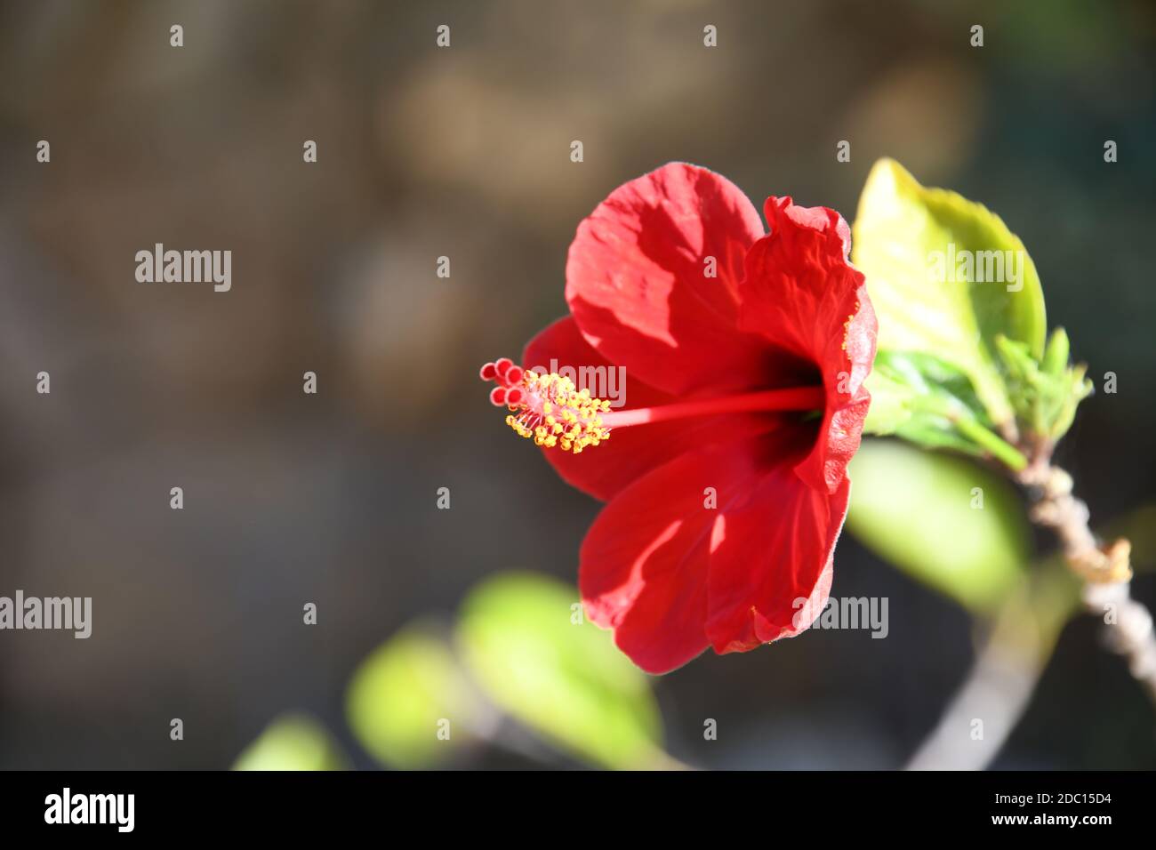 Rote Hibiskusblüte in der Provinz Alicante, Costa Blanca, Spanien Stockfoto