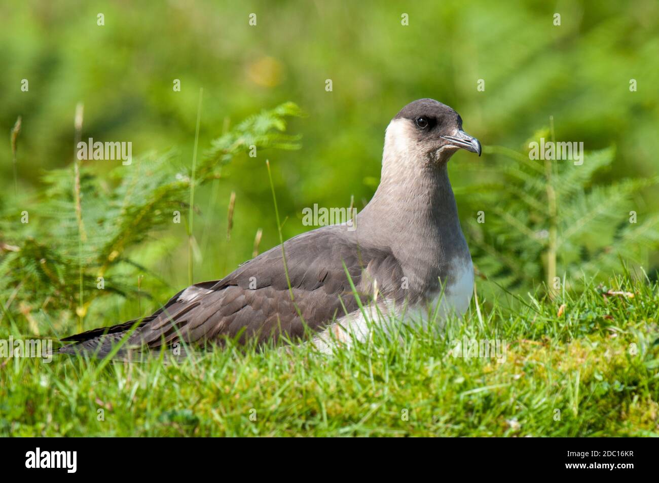 Ein erwachsener arktischer Skua (Stercorarius parasiticus), der auf Gras auf der Insel Handa vor der Nordwestküste Schottlands sitzt. Juni. Stockfoto