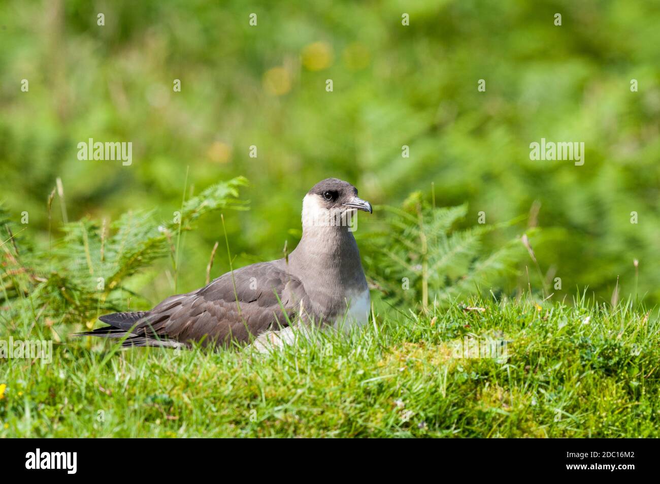 Ein erwachsener arktischer Skua (Stercorarius parasiticus), der auf Gras auf der Insel Handa vor der Nordwestküste Schottlands sitzt. Juni. Stockfoto