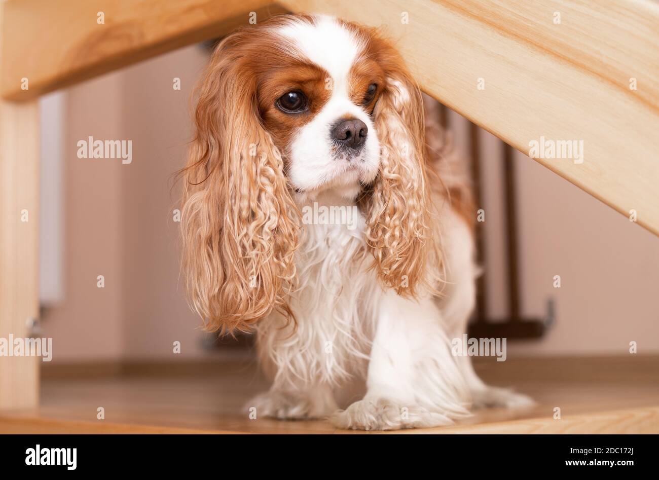 Der niedliche und seriöse Cavalier König Charles Spaniel ist in seinem Haus auf der Jagd. Der Hund faltete seine Schnauze lustig und bereit zu jagen. Nahaufnahme. Stockfoto