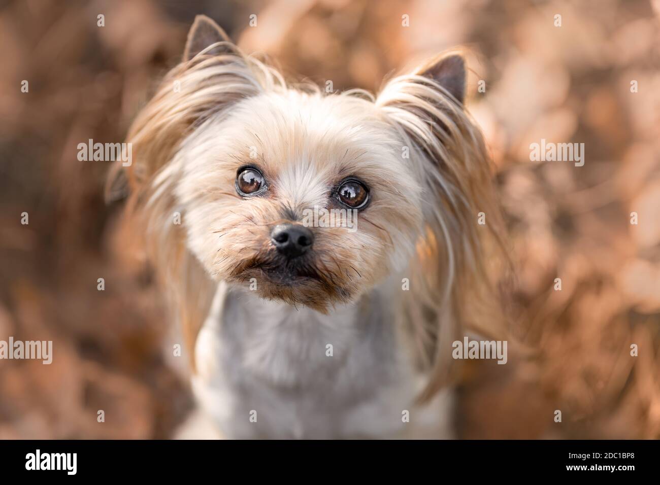 Nahaufnahme Porträt von niedlichen yorkshire Terrier Hund im Herbst Natur Stockfoto