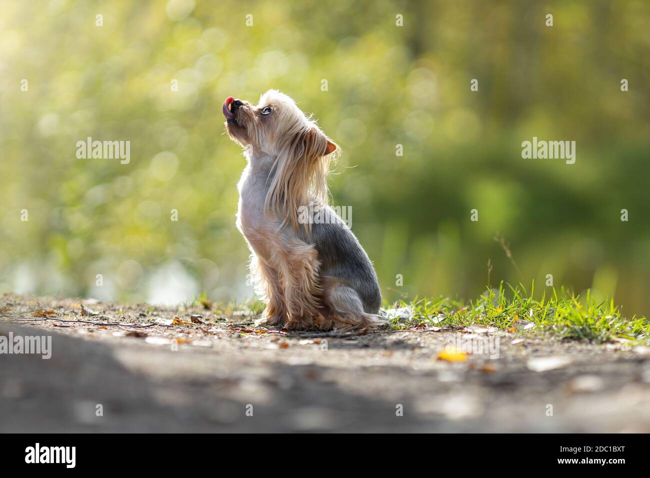 Kleiner yorkshire Terrier Hund mit der Zunge heraus an der verschwommen Wald grün Hintergrund Stockfoto