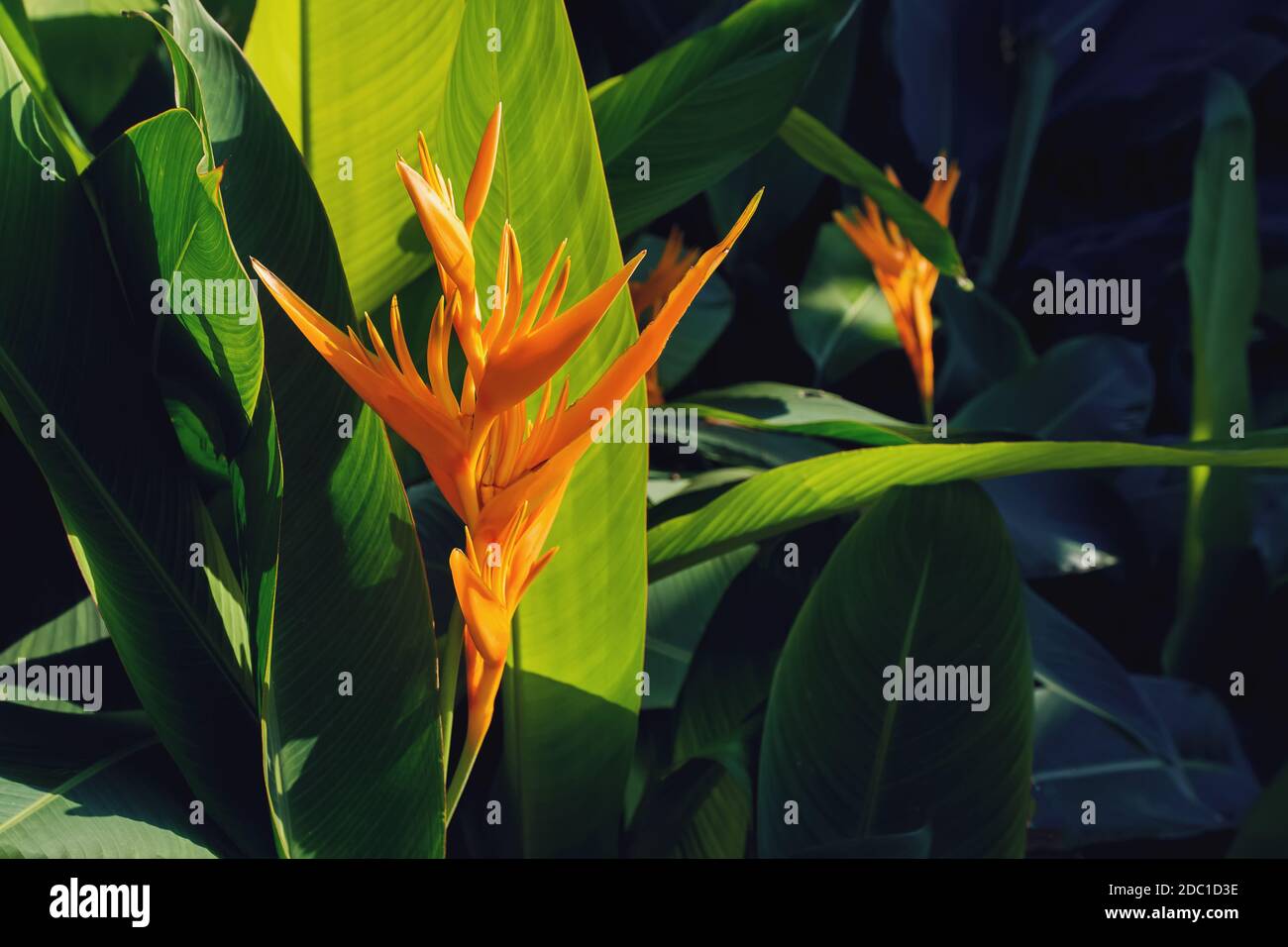 Schöne Heliconia oder Vogel des Paradieses tropic Blume Stockfoto