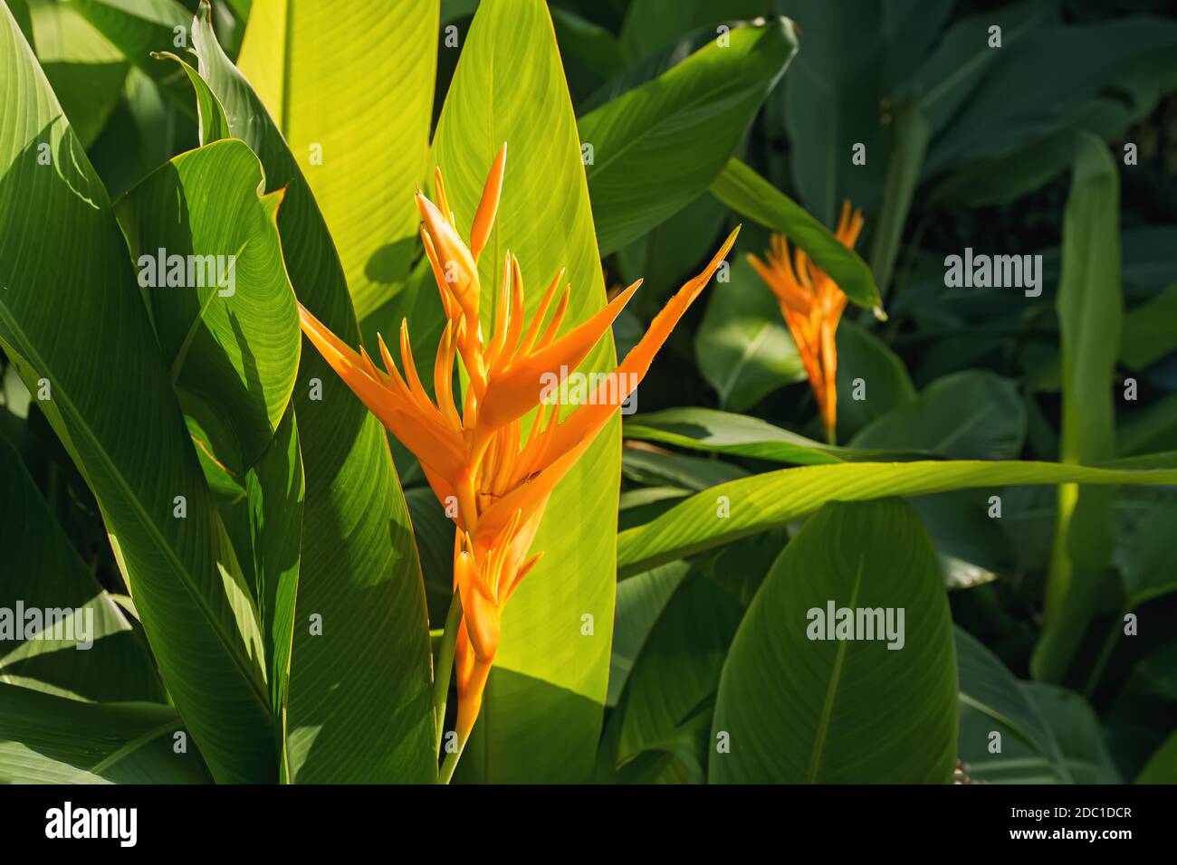 Schöne Heliconia oder Vogel des Paradieses tropic Blume Stockfoto
