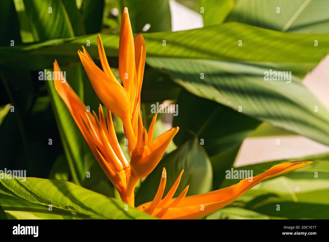Schöne Heliconia oder Vogel des Paradieses tropic Blume Stockfoto