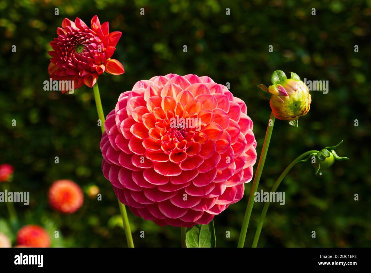 Robin Hood Dahlia Stockfoto