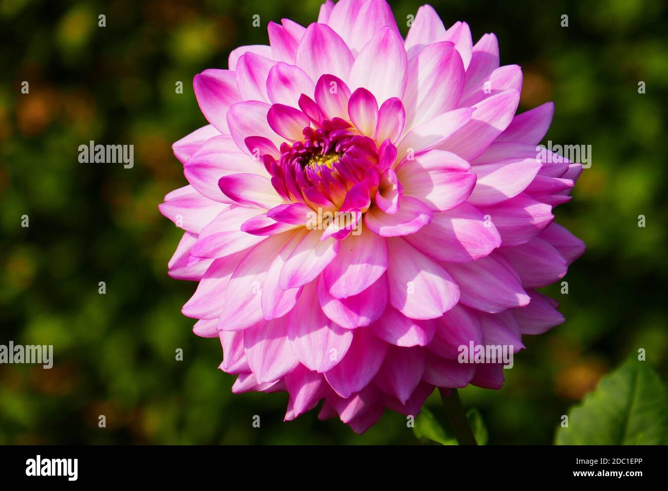 Alauna craqueline dahlia Stockfoto