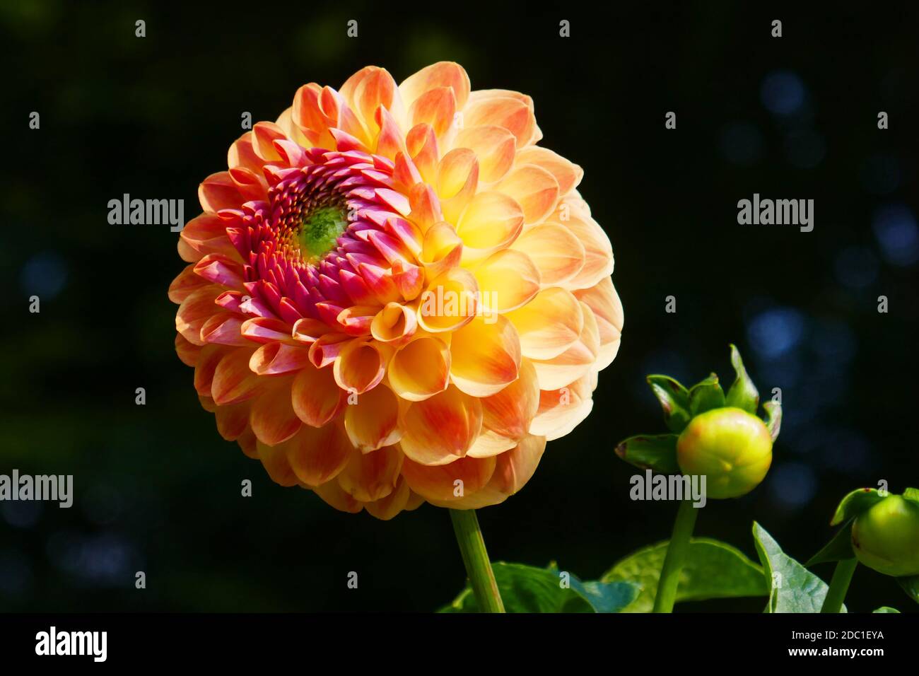 Ball Dahlia Fabians Stockfoto