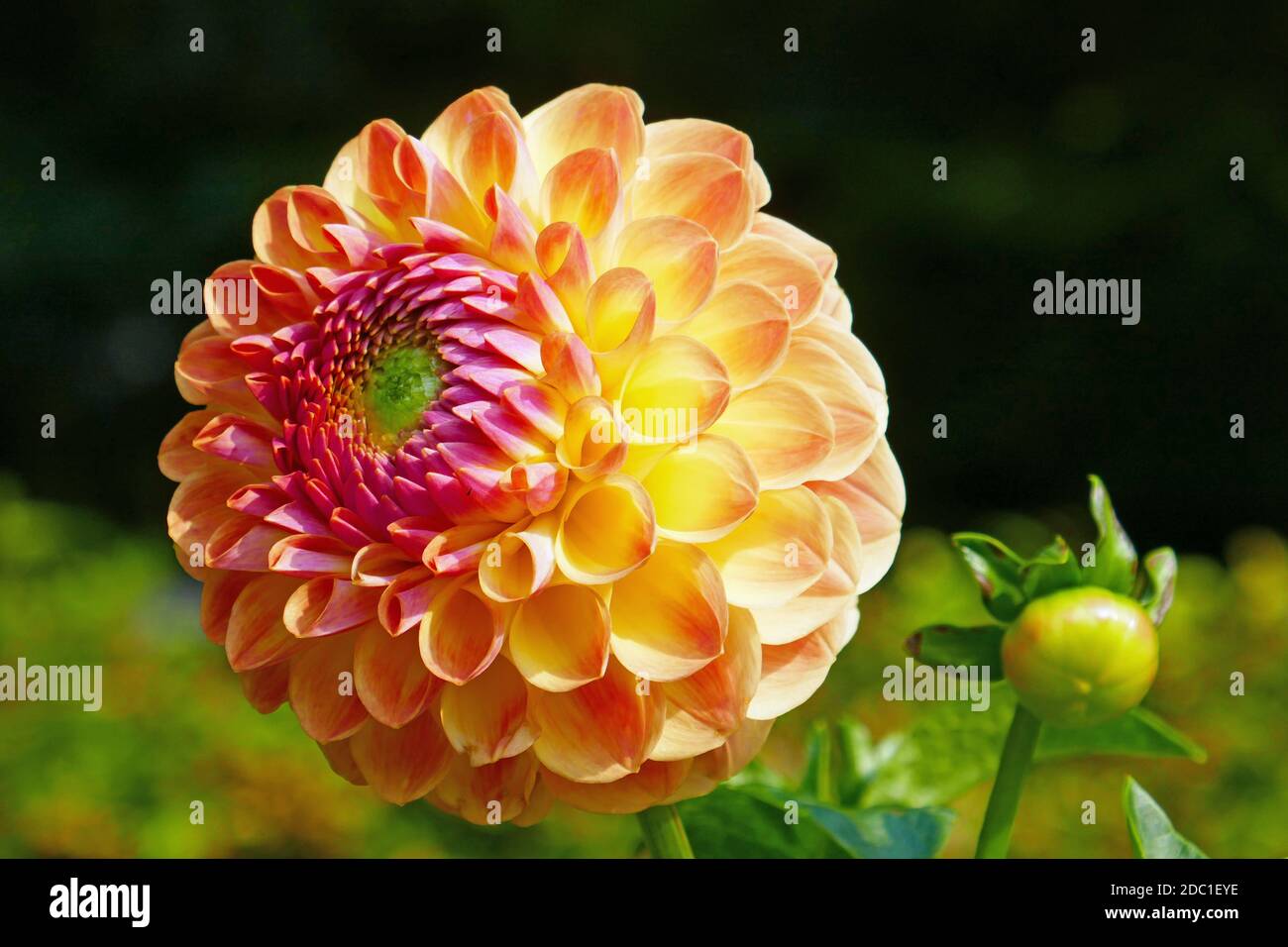 Ball Dahlia Fabians Stockfoto