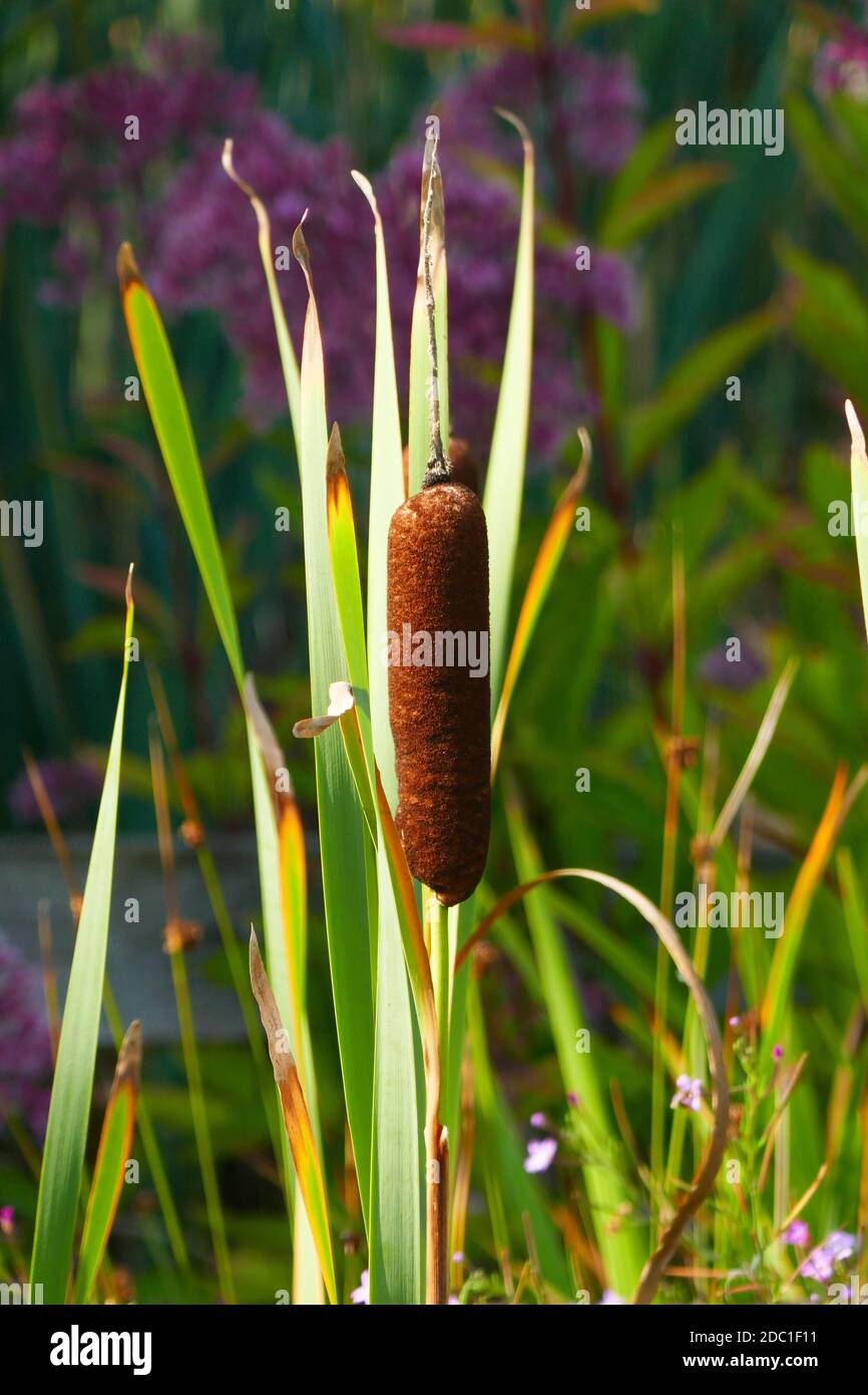 Typha Stockfoto