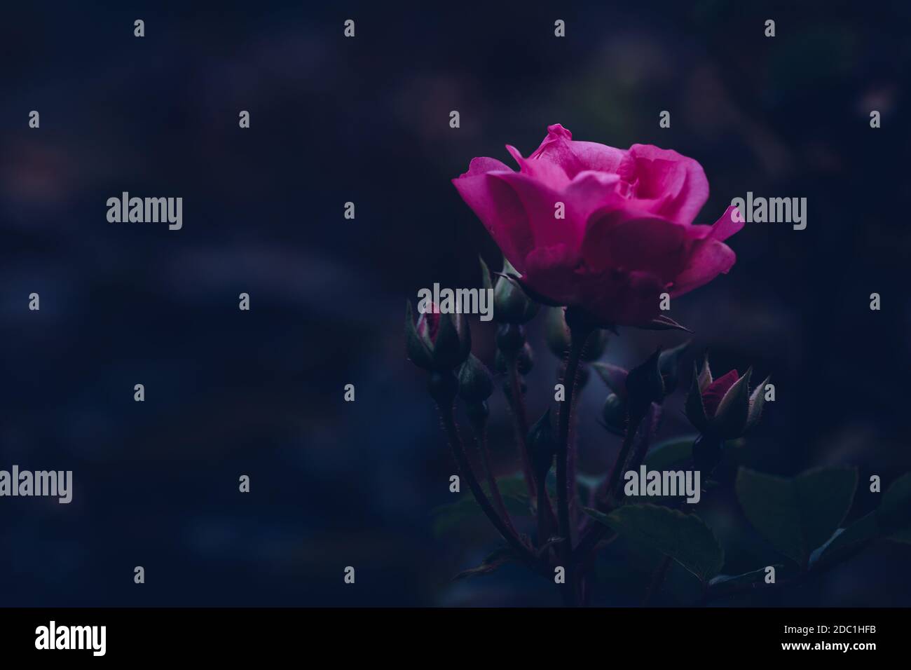 Rose mit Stiel auf schwarzem Hintergrund. Rosa Rose Stockfoto