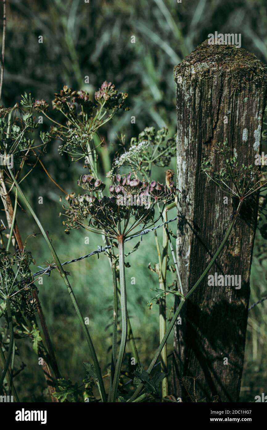 Cloture in der Landschaft mit Holzmast, Stacheldraht und Blumen. Fotos in hoher Qualität Stockfoto