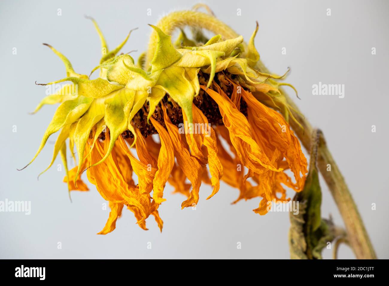 Trockene Sonnenblume Stockfoto