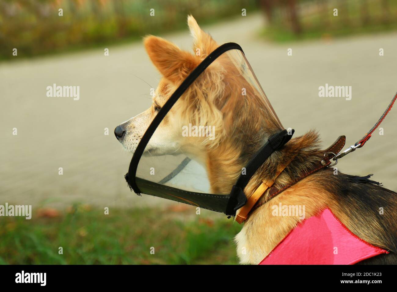 Der Hund trägt einen Plastikkegel, postoperativ. Das Tier schaut zur Seite Stockfoto