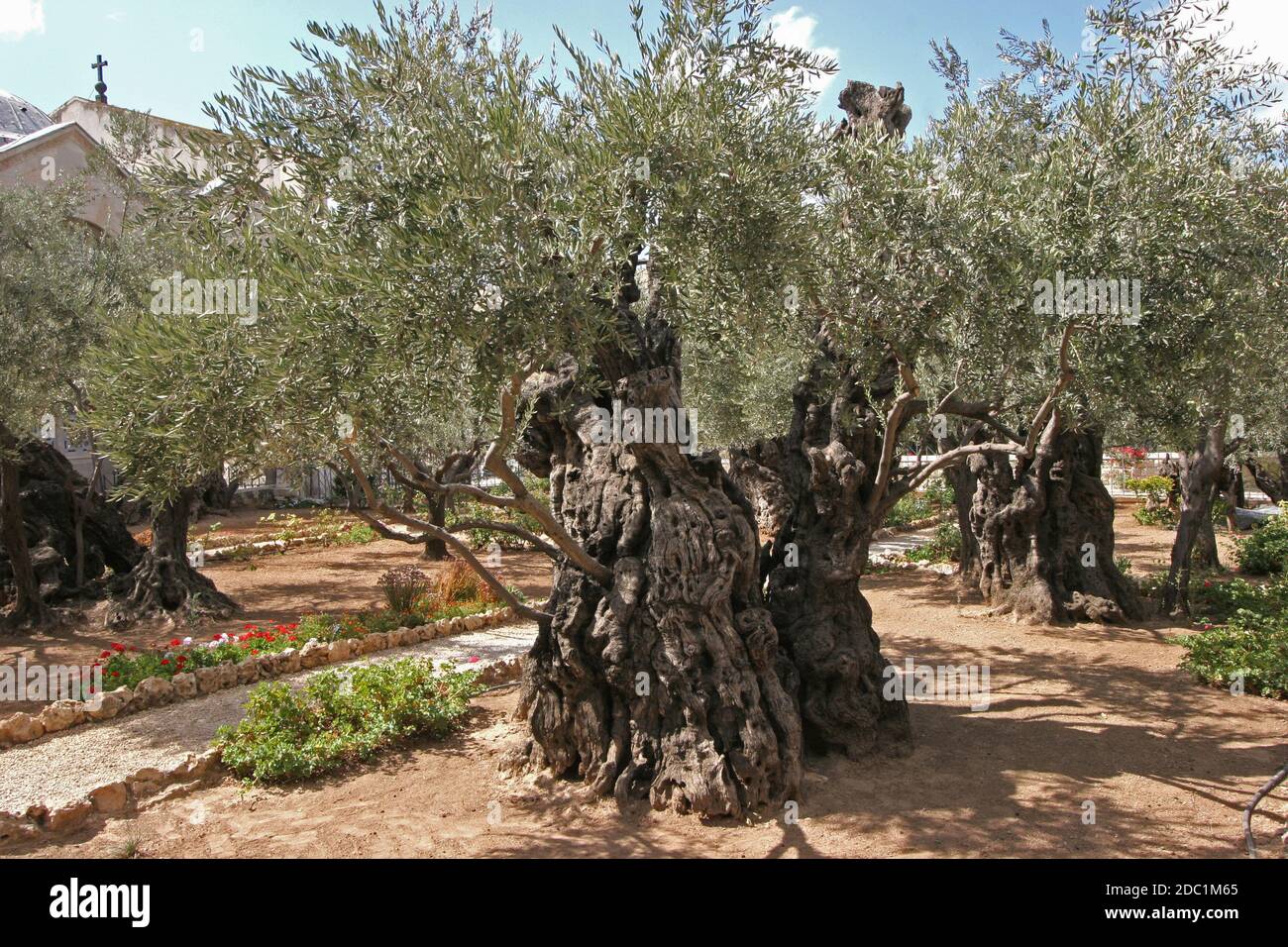 Jerusalem-Garten von Gethsemane Stockfoto