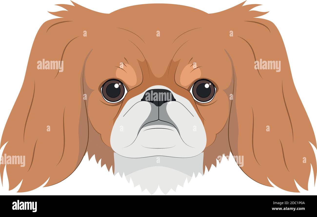 Pekingese Hund isoliert auf weißem Hintergrund Vektor-Illustration Stock Vektor