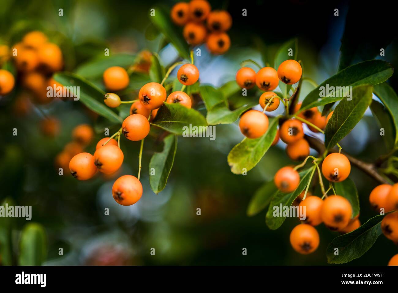 Strauch mit Orangenbeeren und grünen Blättern Stockfoto