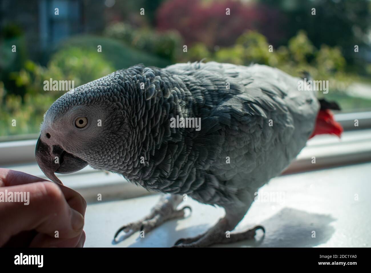 Ein African Grey Papagei auf einer großen Fensterbank neben Die Hand einer Person Stockfoto