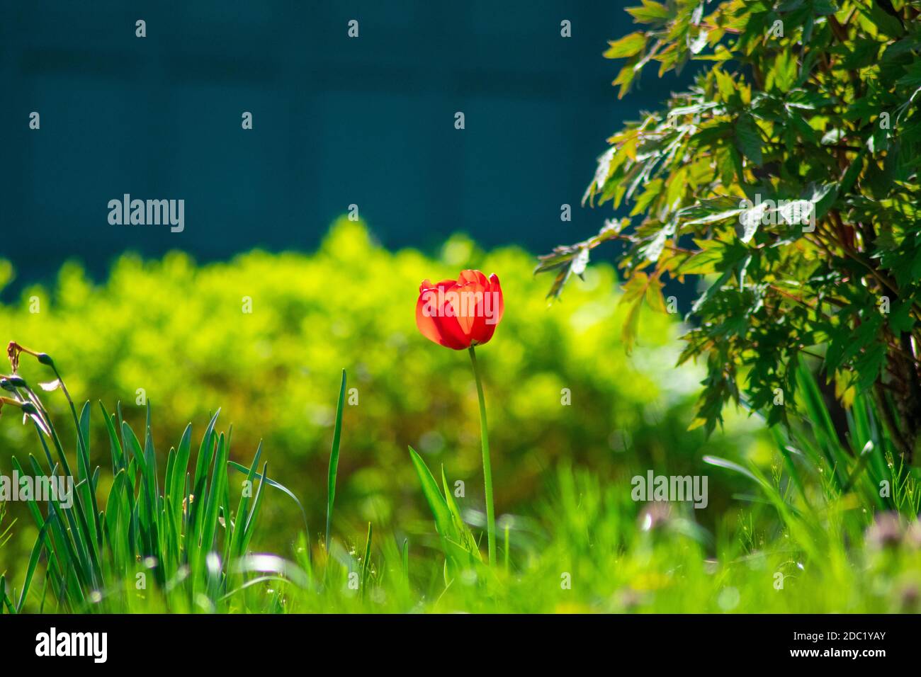 Eine einstehende rote Tulpe, die hoch in einem Feld steht Gras Stockfoto