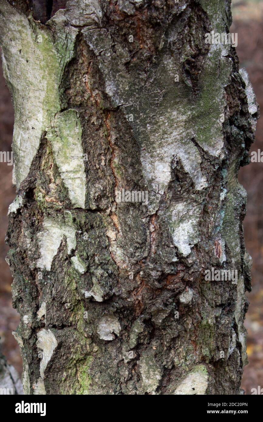 Nahaufnahme oder Makroaufnahme einer silbernen Birke Stamm mit Knötchen und Flechten, die ein Interessantes Strukturmuster schaffen Stockfoto