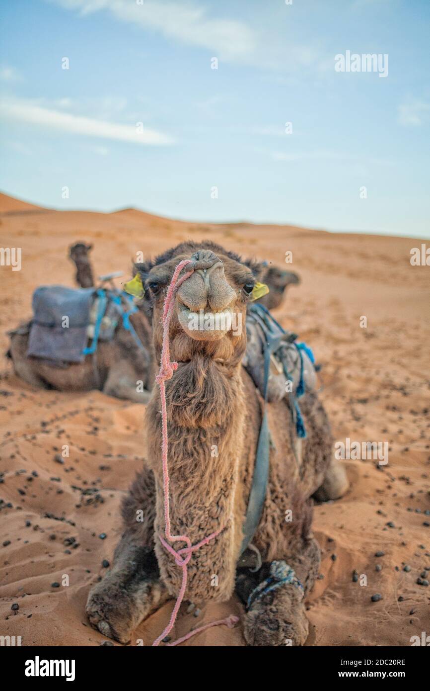 Vorderansicht eines Kamels sitzen im Sand der Sahara Moroccco Stockfoto