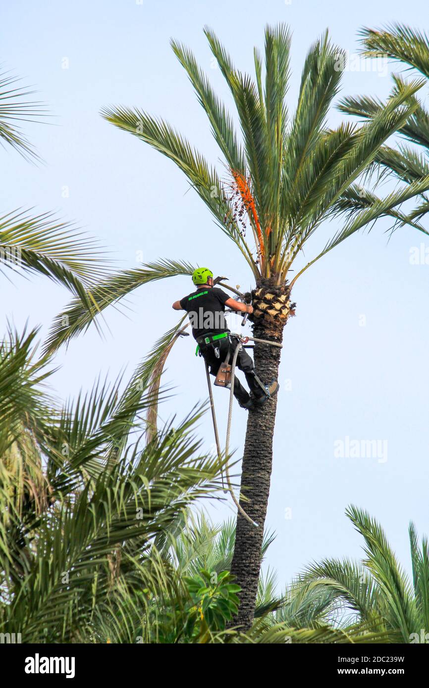 Elche, Alicante, Spanien - 18. November 2020: Der Mann klettert und arbeitet an der Palme an einem sonnigen Herbsttag Stockfoto