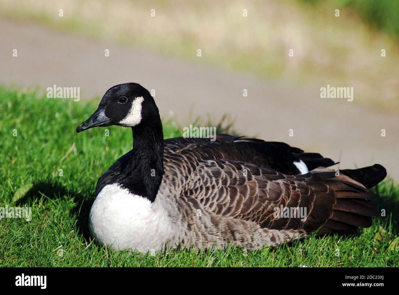 Kanadagans (Branta canadensis) große Gans, mit schwarzem Kopf und Hals, weißen Wangen und braunem Körper, gebürtige Nordamerika, eingeführt nach Großbritannien. Stockfoto