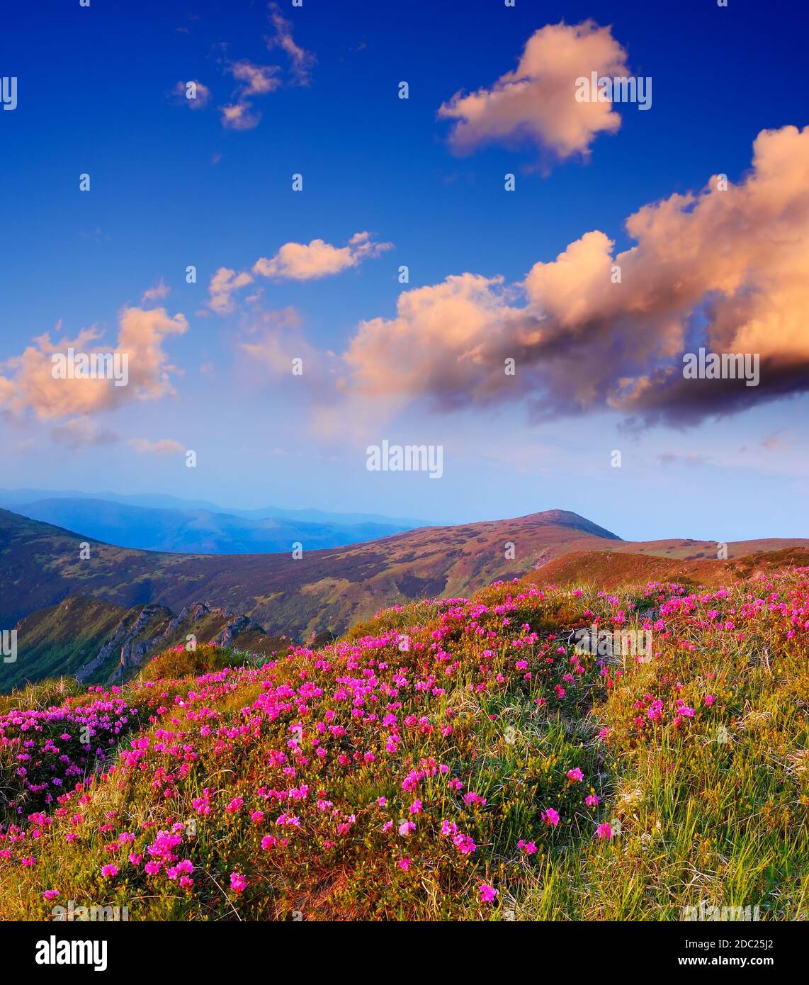 Berglandschaft mit schönen Berg Rhododendron Blumen Stockfoto