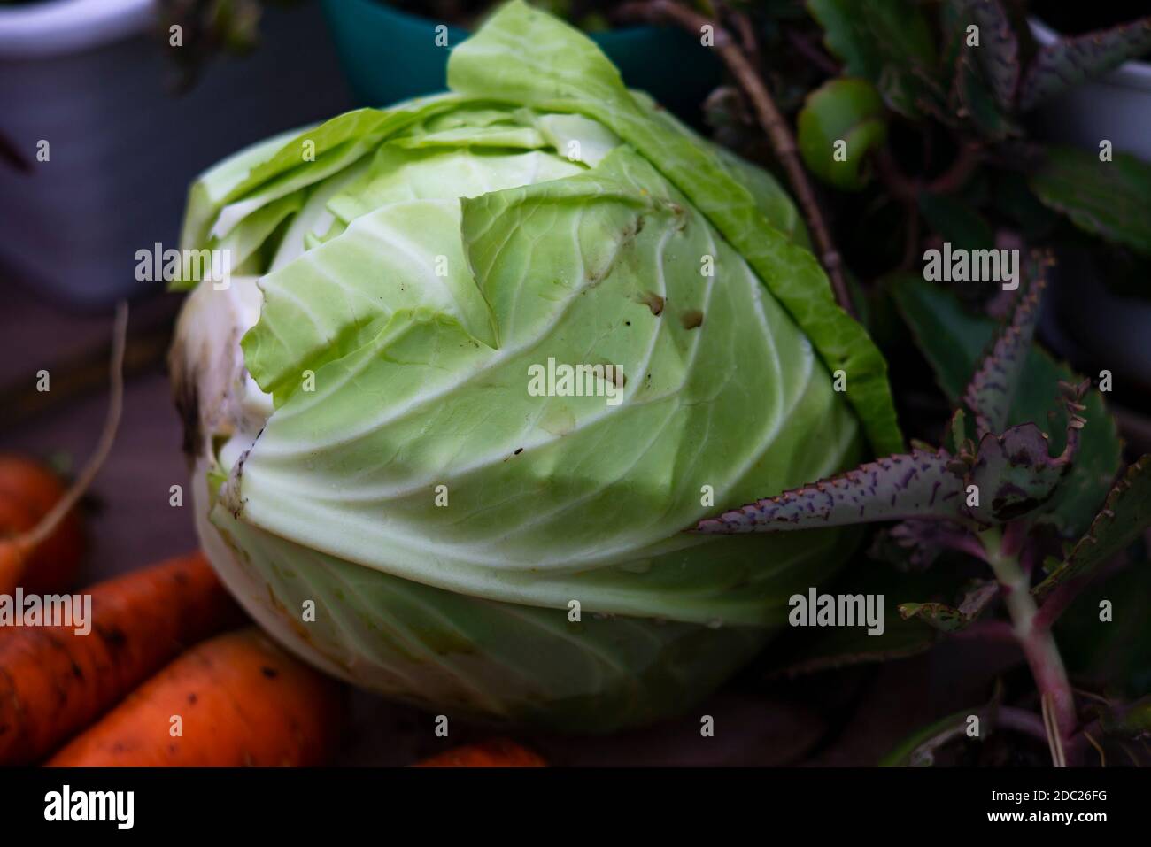Frisch geschnittener Kopf von Grünkohl, Ernte von Gemüse. Stockfoto
