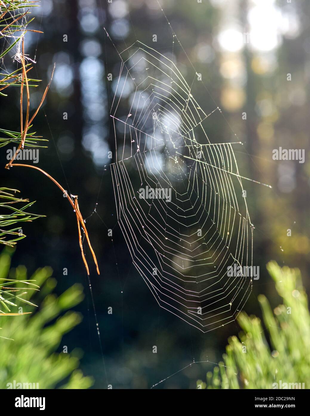 spinnennetz auf Ästen im Wald, aus der Nähe Stockfoto