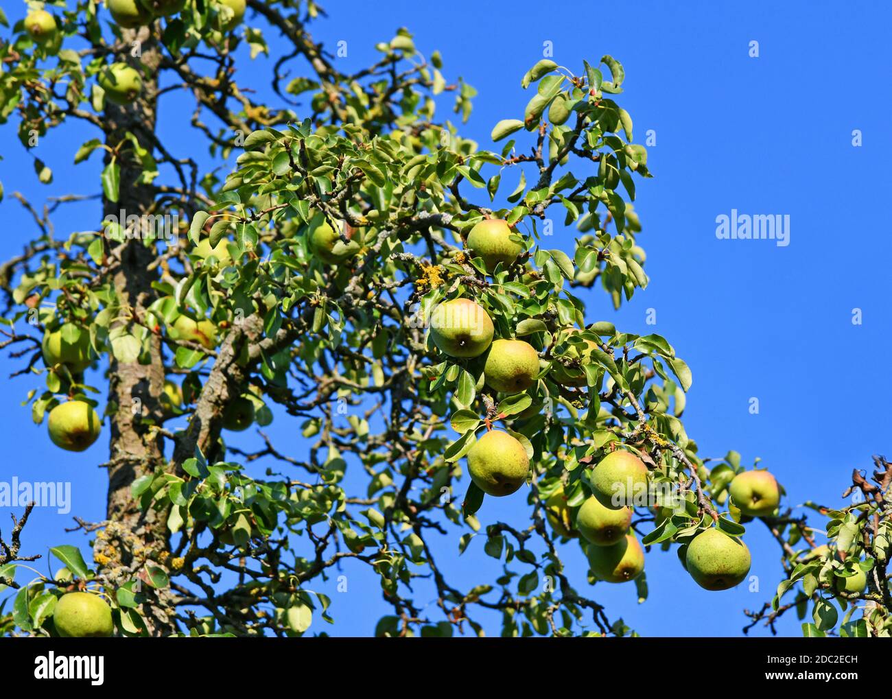 Baum mit Birnen Stockfoto