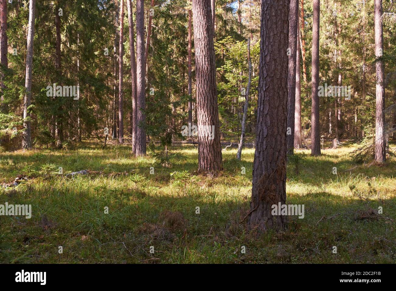 Nadelholz stehen in der Sonne mit Kiefer, Fichte und Moos bedeckten Waldboden, Bialowieza Wald, Weißrussland, Europa Stockfoto