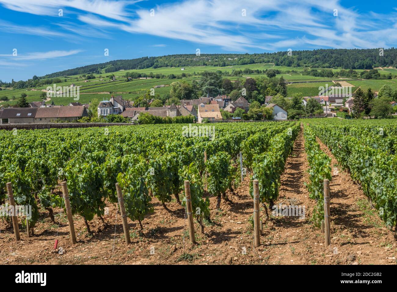 Blick auf den Weinberg in Burgund Bourgogne Heimat von Pinot Noir und chardonnay im Sommer Tag mit blauem Himmel. Cote d'Or. Stockfoto