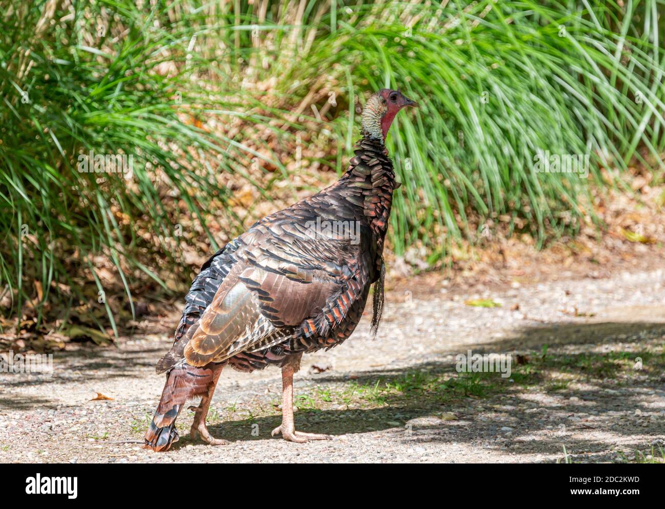 Bild einer wilden türkei Stockfoto