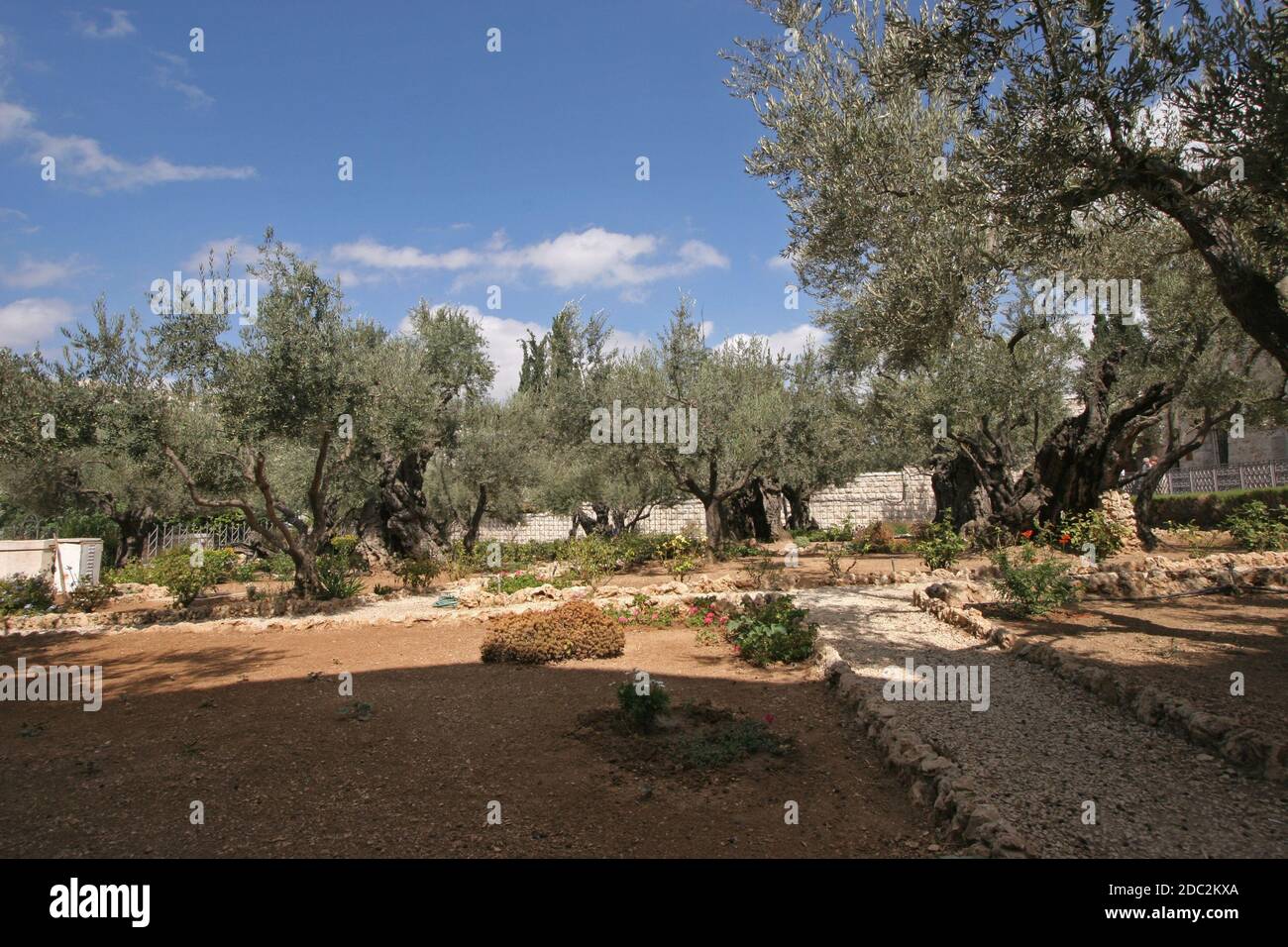 Garten Gethsemane in Jerusalem. Stockfoto