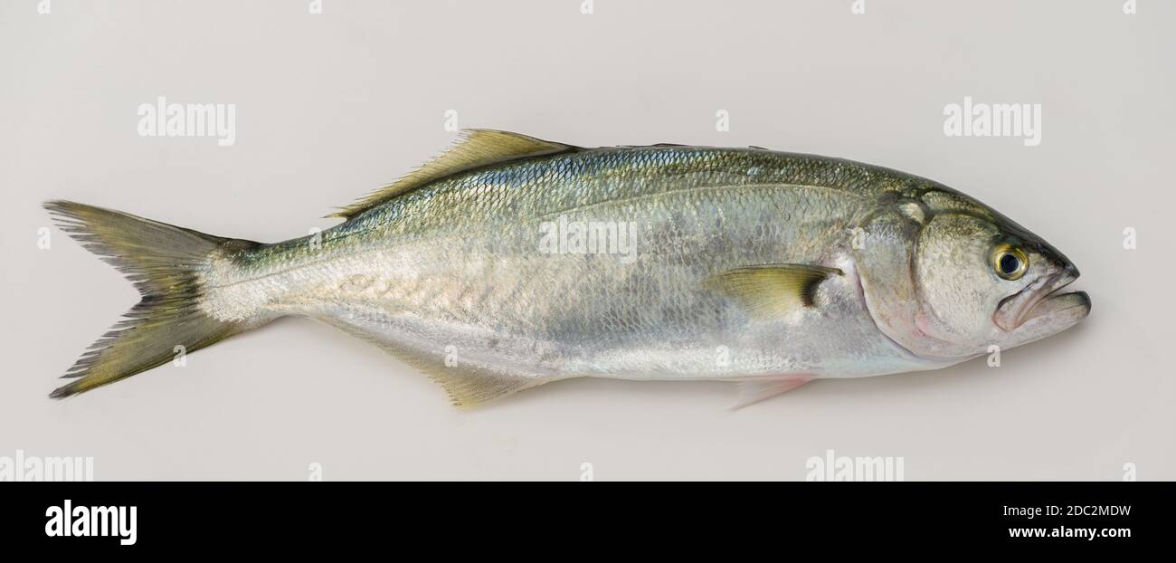 Pomatomus Saltatrix Stockfotos Und Bilder Kaufen Alamy