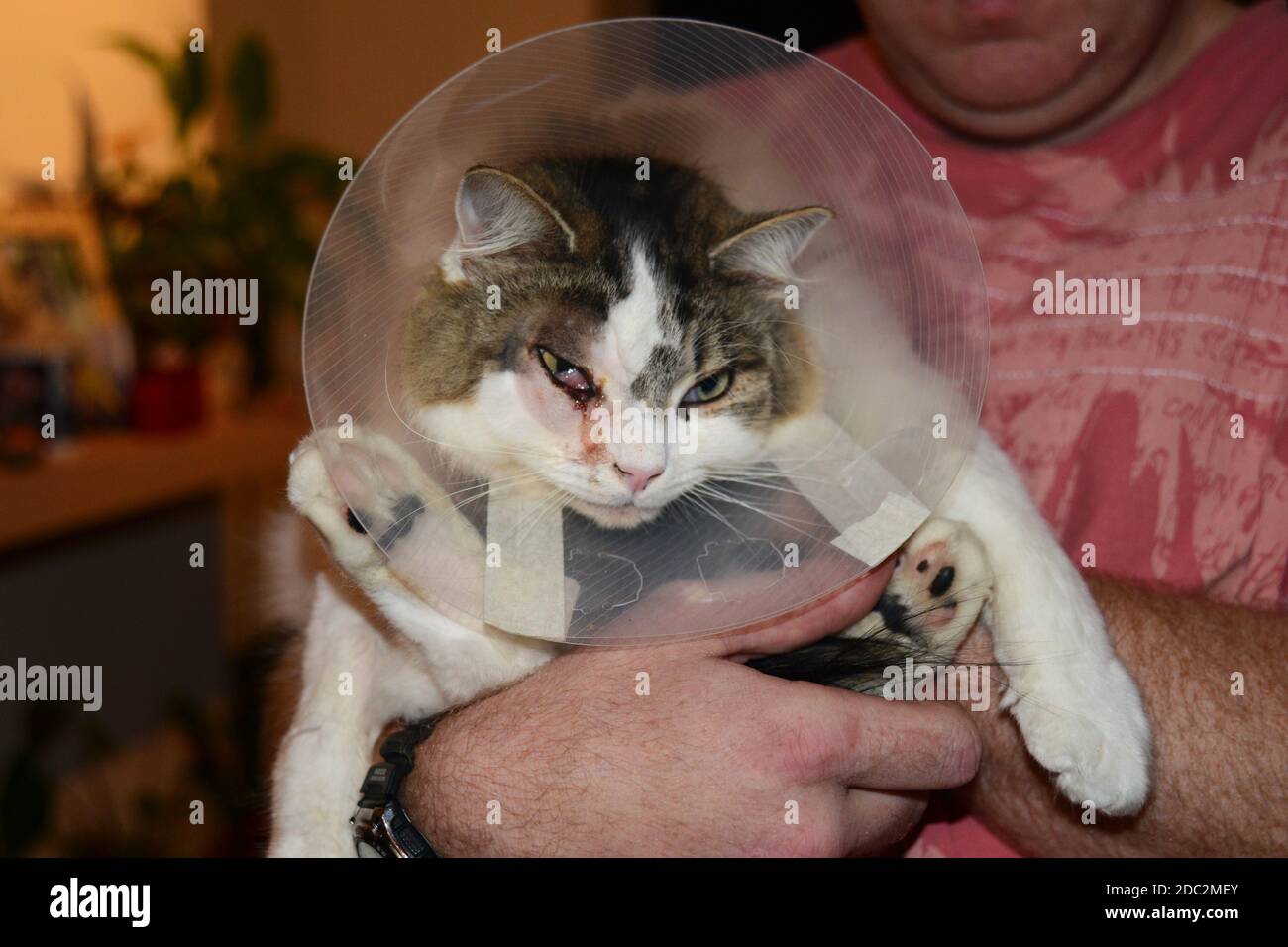 Die Katze trägt einen Katzenkegel, auch bekannt als elisabethanischer Kragen, E-Kragen, Kragen, Schamkegel, Radarschüssel für Haustiere, Lampenschirm oder saf t eilt. Stockfoto