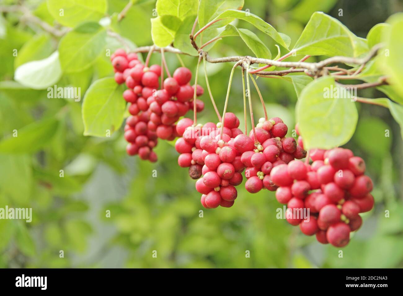 Rote Früchte von schisandra wachsen an Ast in Reihe. Cluster von reifen Schizandra. Ernte der nützlichen Pflanze. Rote Schizandra hängen in Reihe auf grünen Zweig. Schi Stockfoto