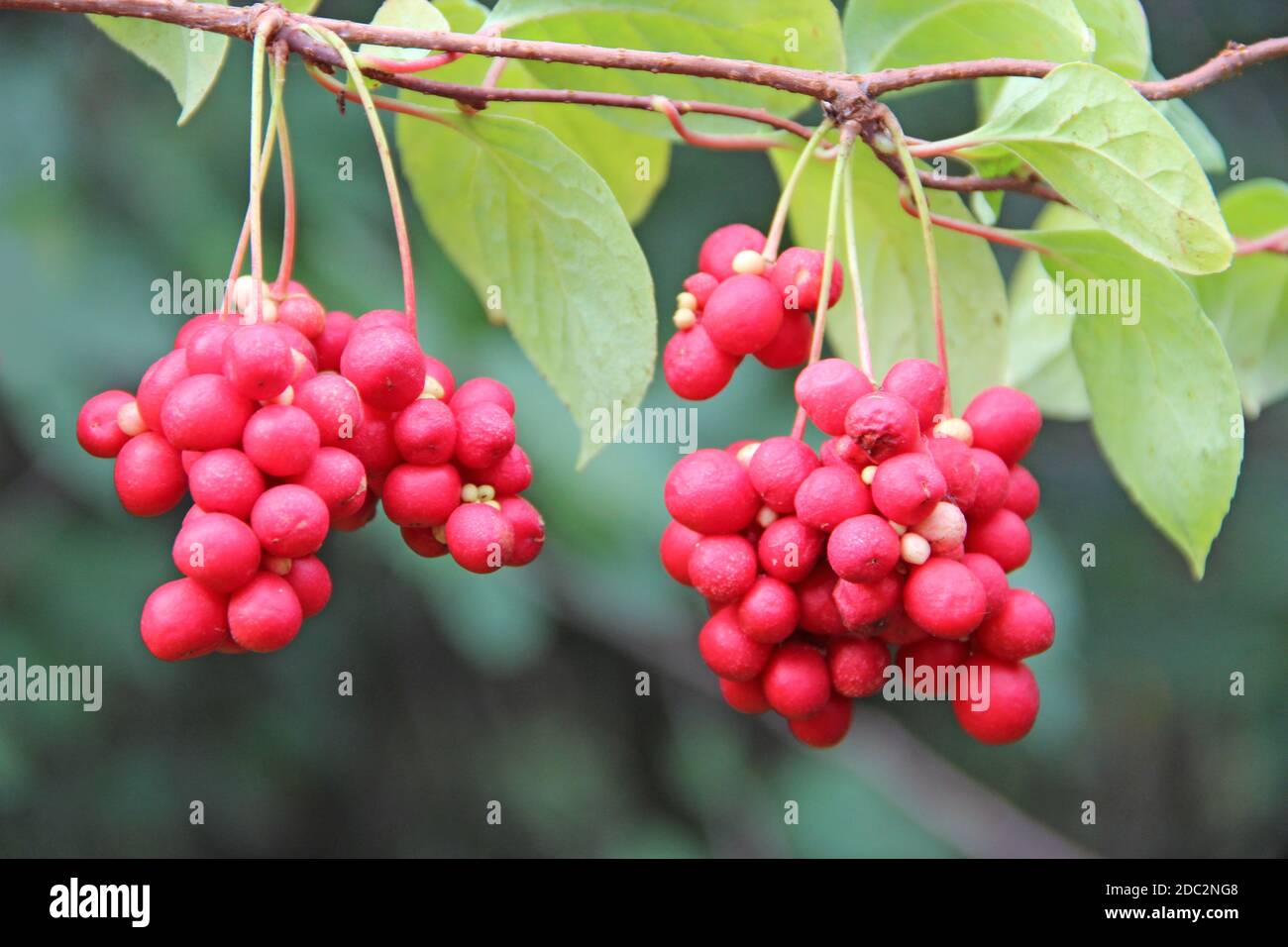 Rote Früchte von schisandra wachsen an Ast in Reihe. Cluster von reifen Schizandra. Ernte der nützlichen Pflanze. Rote Schizandra hängen in Reihe auf grünen Zweig. Schi Stockfoto