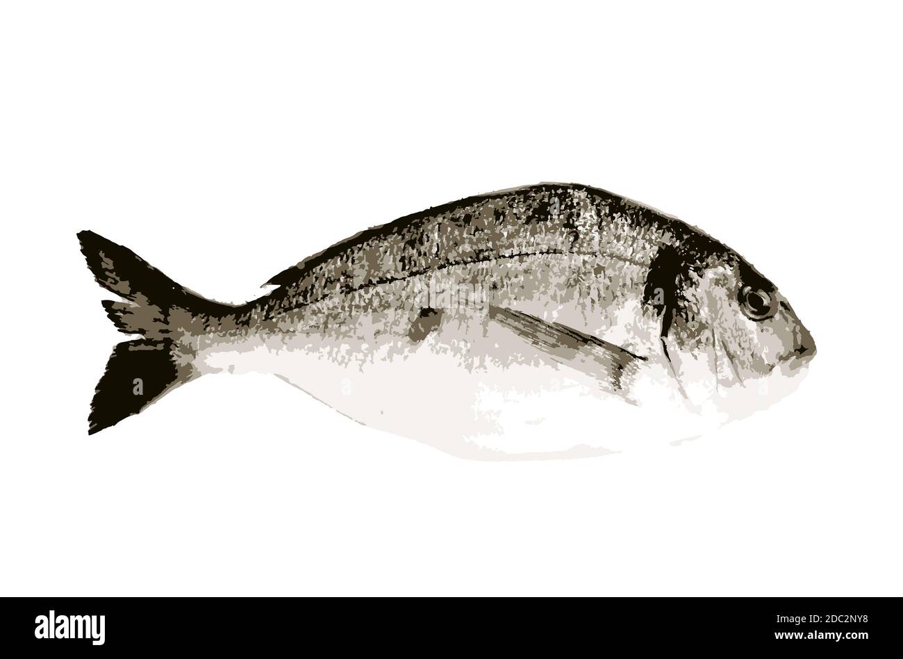 Brassen auf weißem Hintergrund isoliert. Diese große Gruppe von Fischen aus den Familien der Sparidae oder Bramidae wird im Allgemeinen im Mittelmeer gefangen Stockfoto