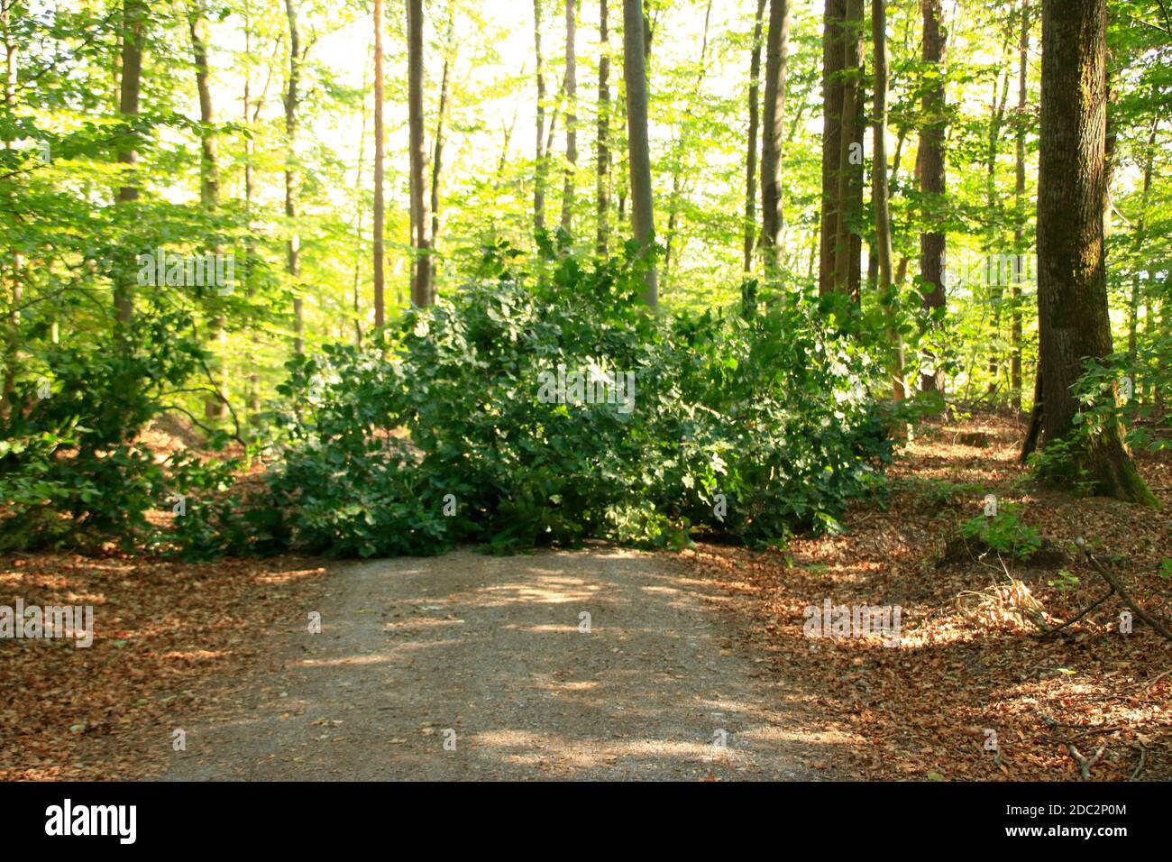Große trockene Ast fiel auf einem Waldweg in der Wald Stockfoto