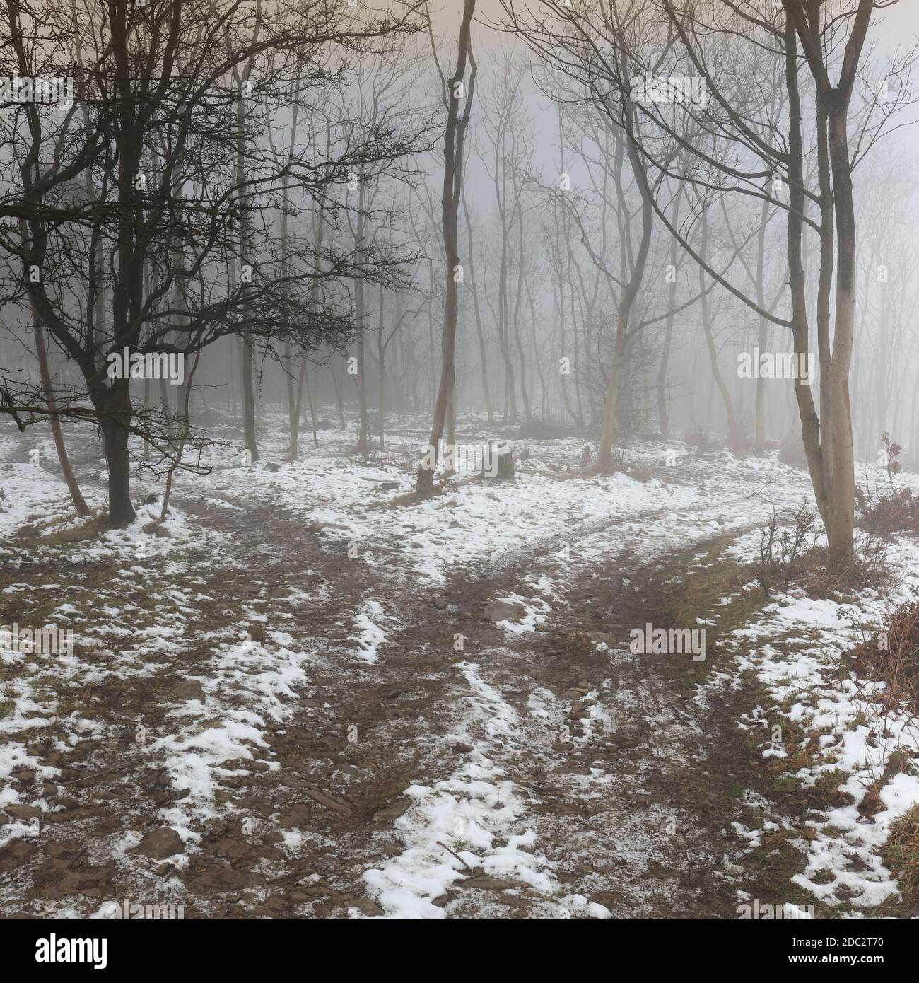 „The Road Not taken“, zwei Straßen, die sich in einem neblig verschneiten Winterwald, North Yorkshire, England, abzweigen. Eine dunkle Winterlandschaft mit zwei Wegen und Buchen Stockfoto