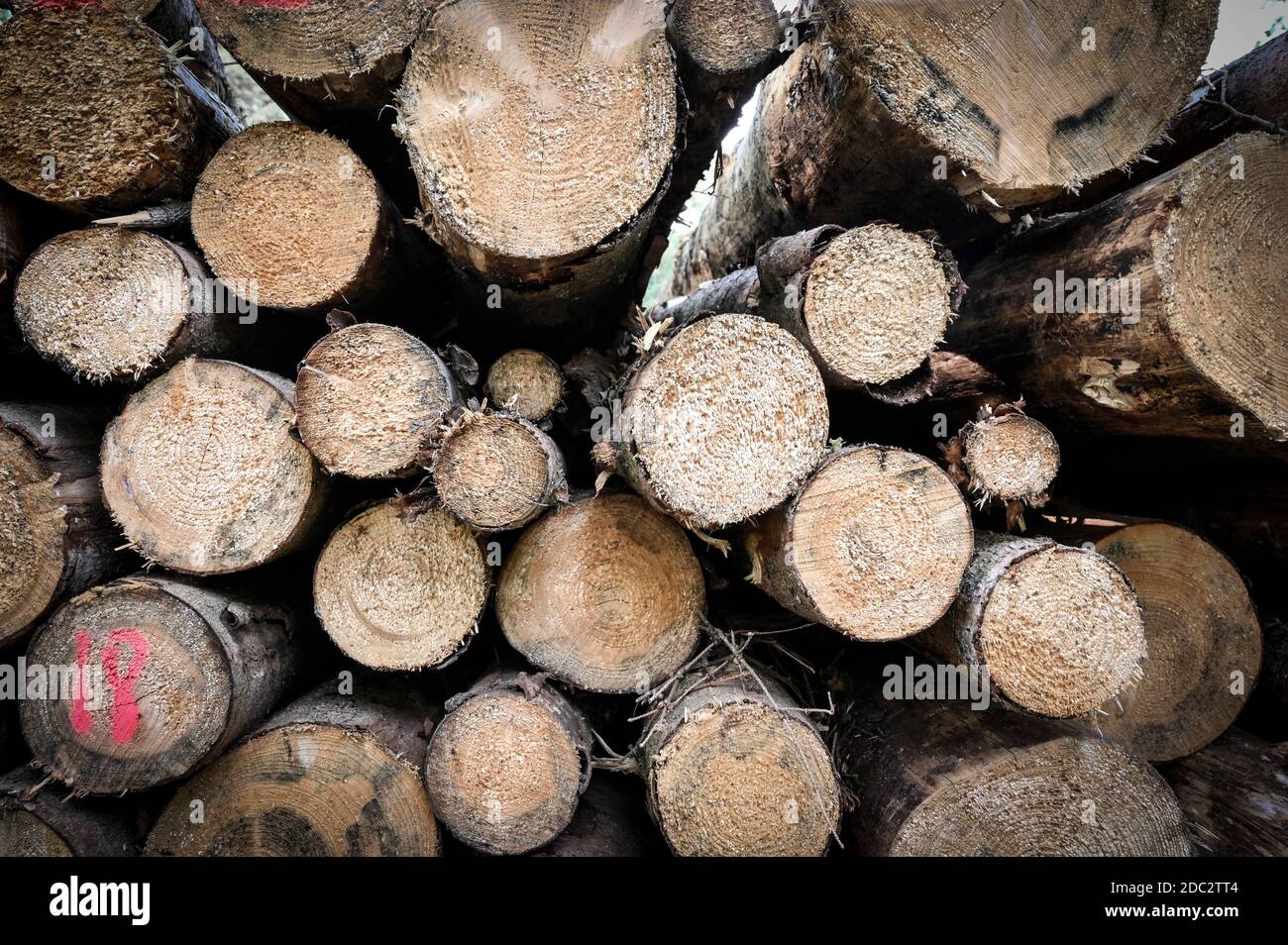 Haufen von gesägten Baumstämmen in der englischen Landschaft. Stockfoto